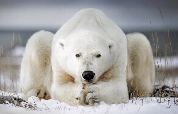 Ảnh gấu trắng bắc cực tuyệt đẹp 7